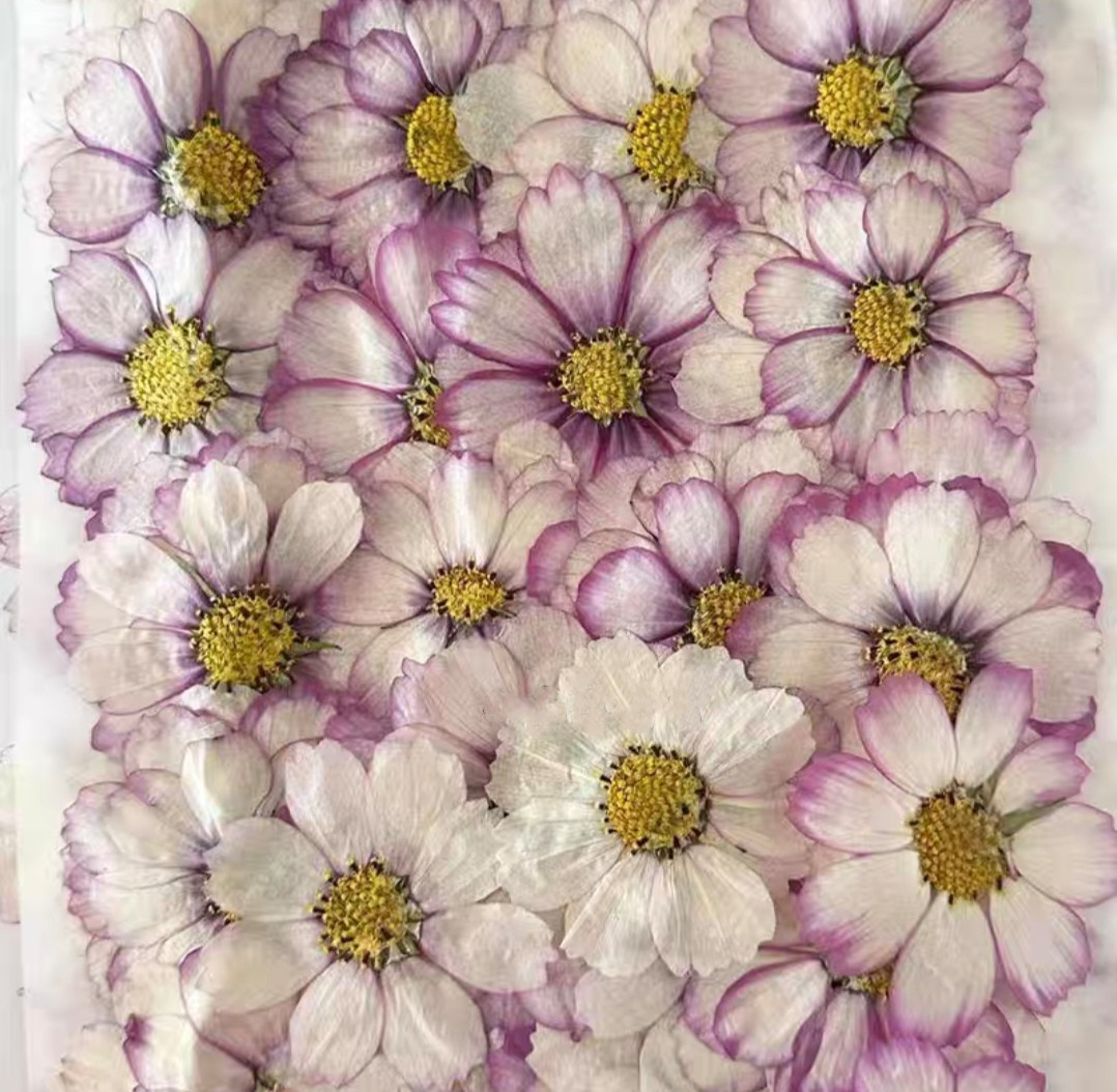 Body Jewelry Display Case - Herbario de plantas de flores cosmos