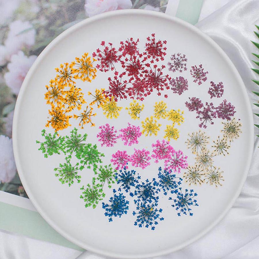 Ammi Majus-flores prensadas y  - Body Jewelry Display Case reseña y precio