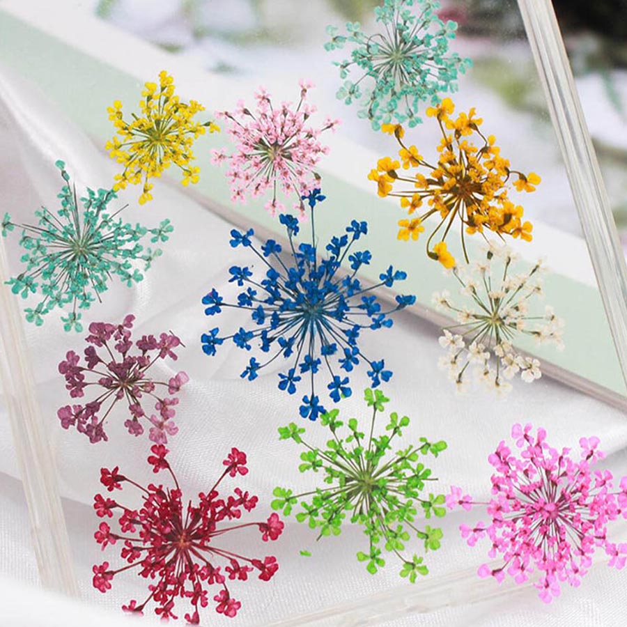 Ammi Majus-flores prensadas y  - Body Jewelry Display Case reseña y precio