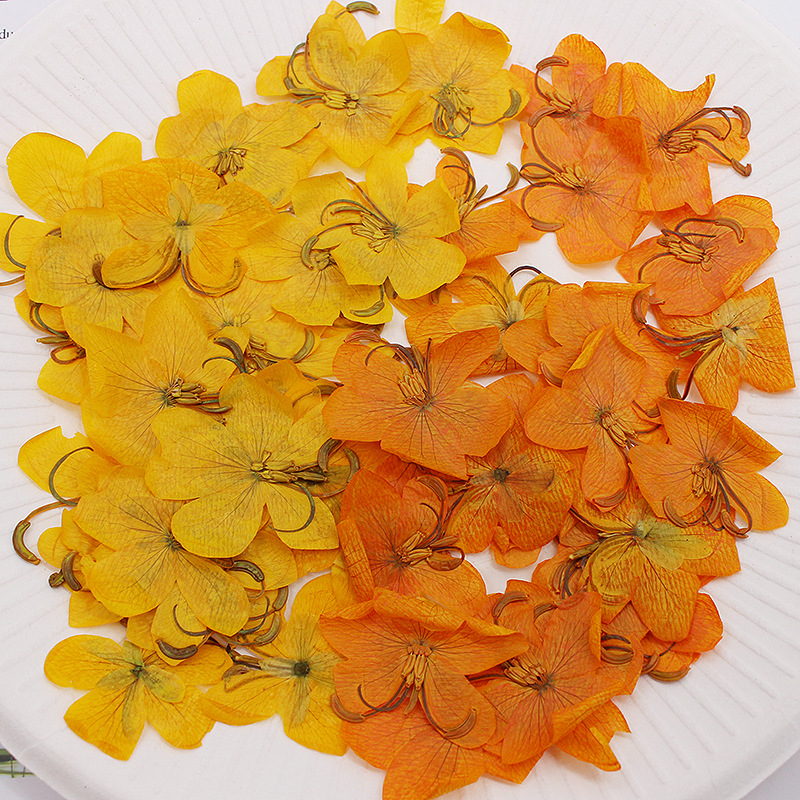 60 Piezas de Flores de Cassia  - Body Jewelry Display Case reseña y precio